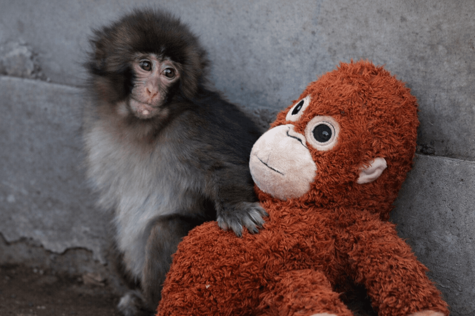 Punch the Viral Monkey Who Made the World Cry Without Saying a Word