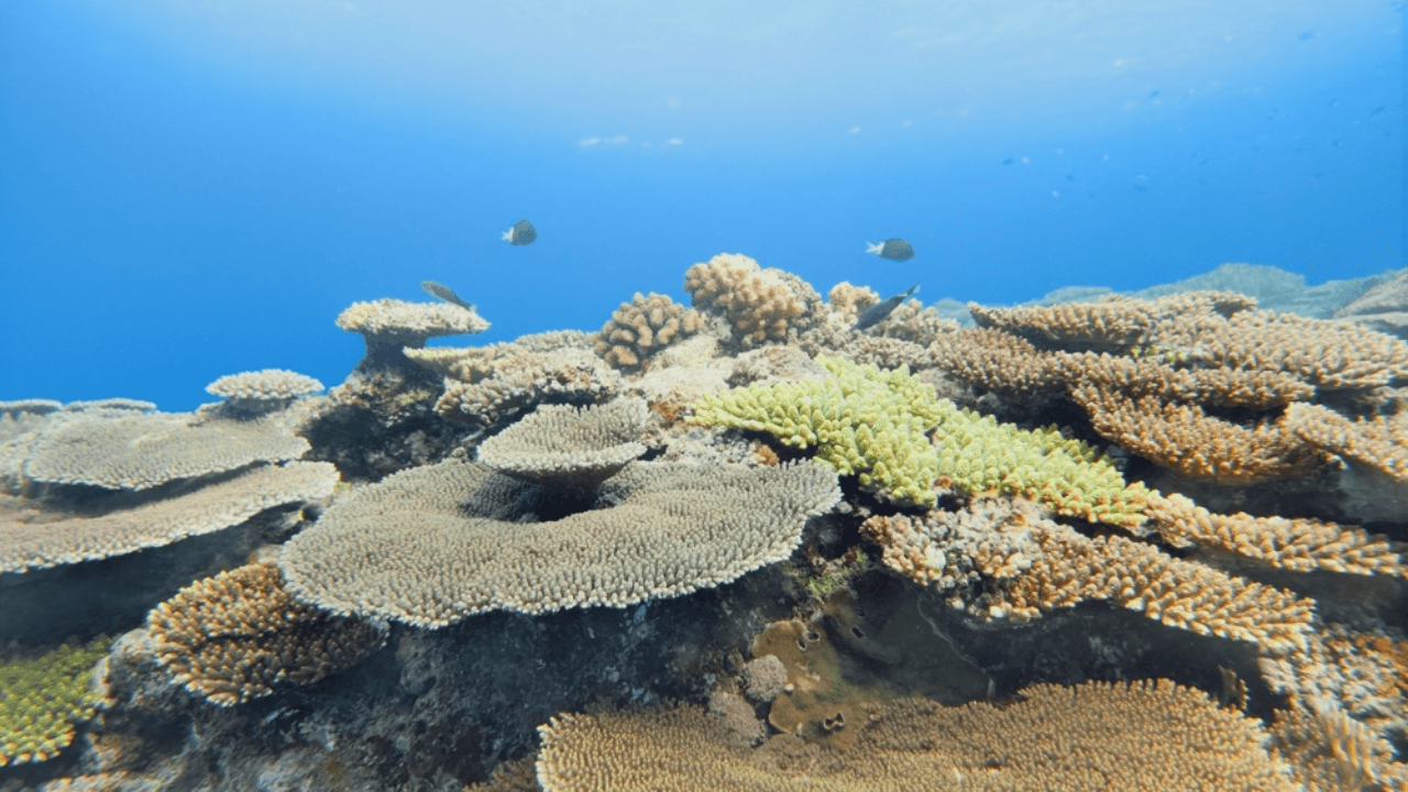 Samsung Ocean Mode Wins Global Awards for Coral Initiative