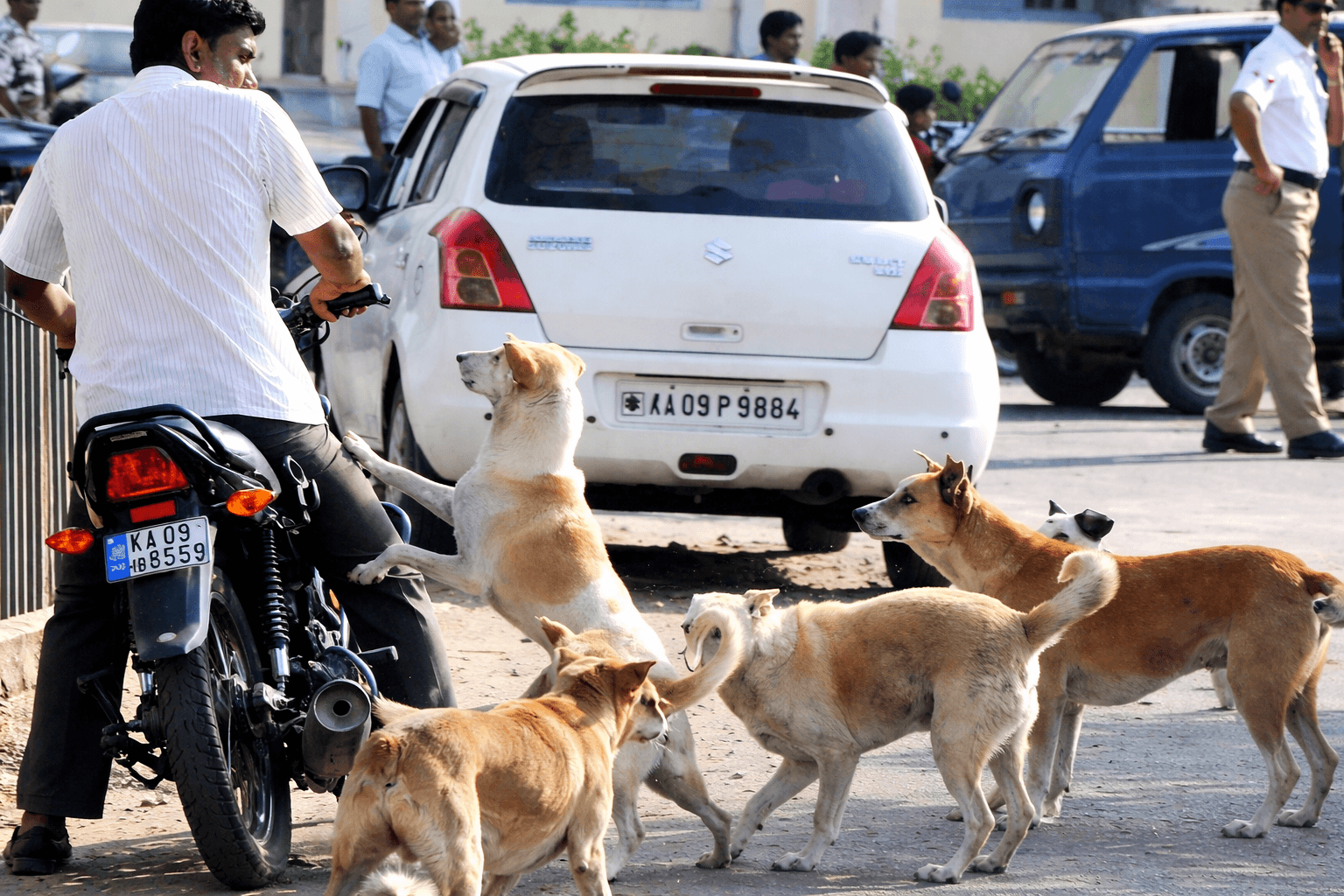Why Is Bengaluru Healthcare vs US Debate Trending After a 10 Minute Rabies Shot Experience?